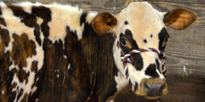 Cow at dairy show.