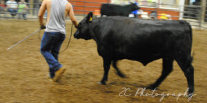 Beef show.