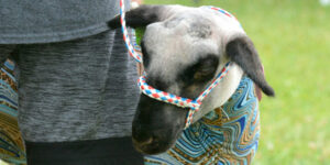 Sheep in a halter.