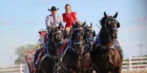 Draft horses pulling a cart.
