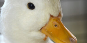 Duck in poultry show.