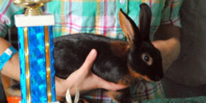 An award winning rabbit.