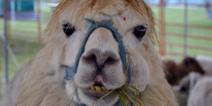 Alpaca at the fair.