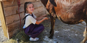 Child grooming live stock.