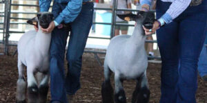 Show lambs.