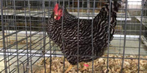 Chicken at poultry show.