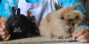Rabbits at live stock show.