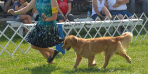 Dog in a showmanship show.
