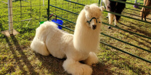 A groomed alpaca.