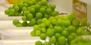 Grapes exhibit.